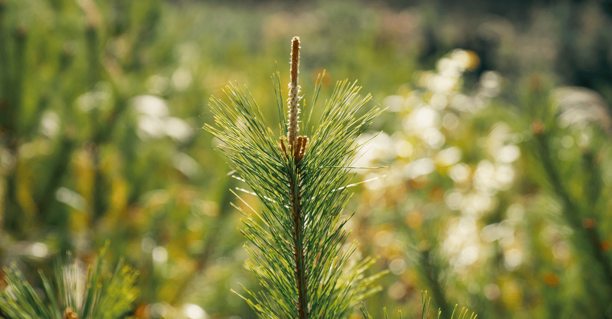 Eco-Friendly Sympathy Gifts: A Sustainable Way to Show You Care