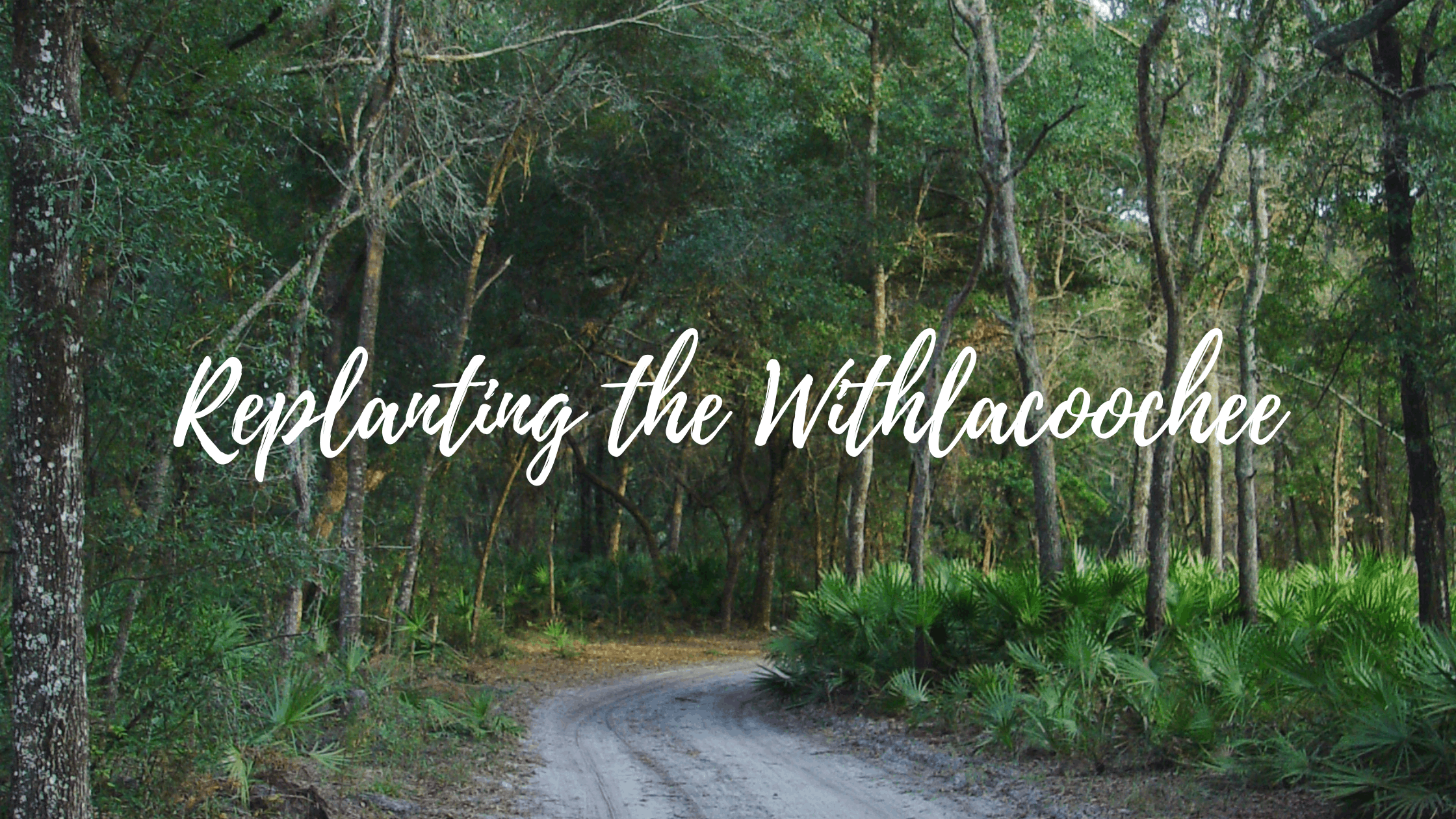 Replanting the Withlacoochee: Florida State Forest Restoration