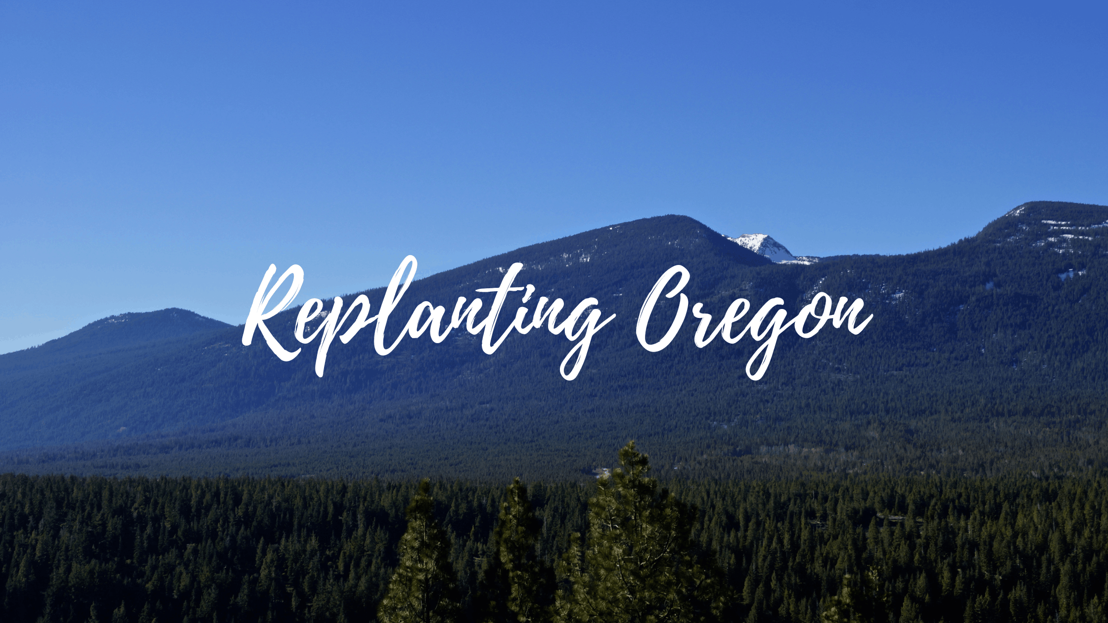 Restoring Oregon’s Forests: How Memorial Trees Are Helping Wildfire Recovery
