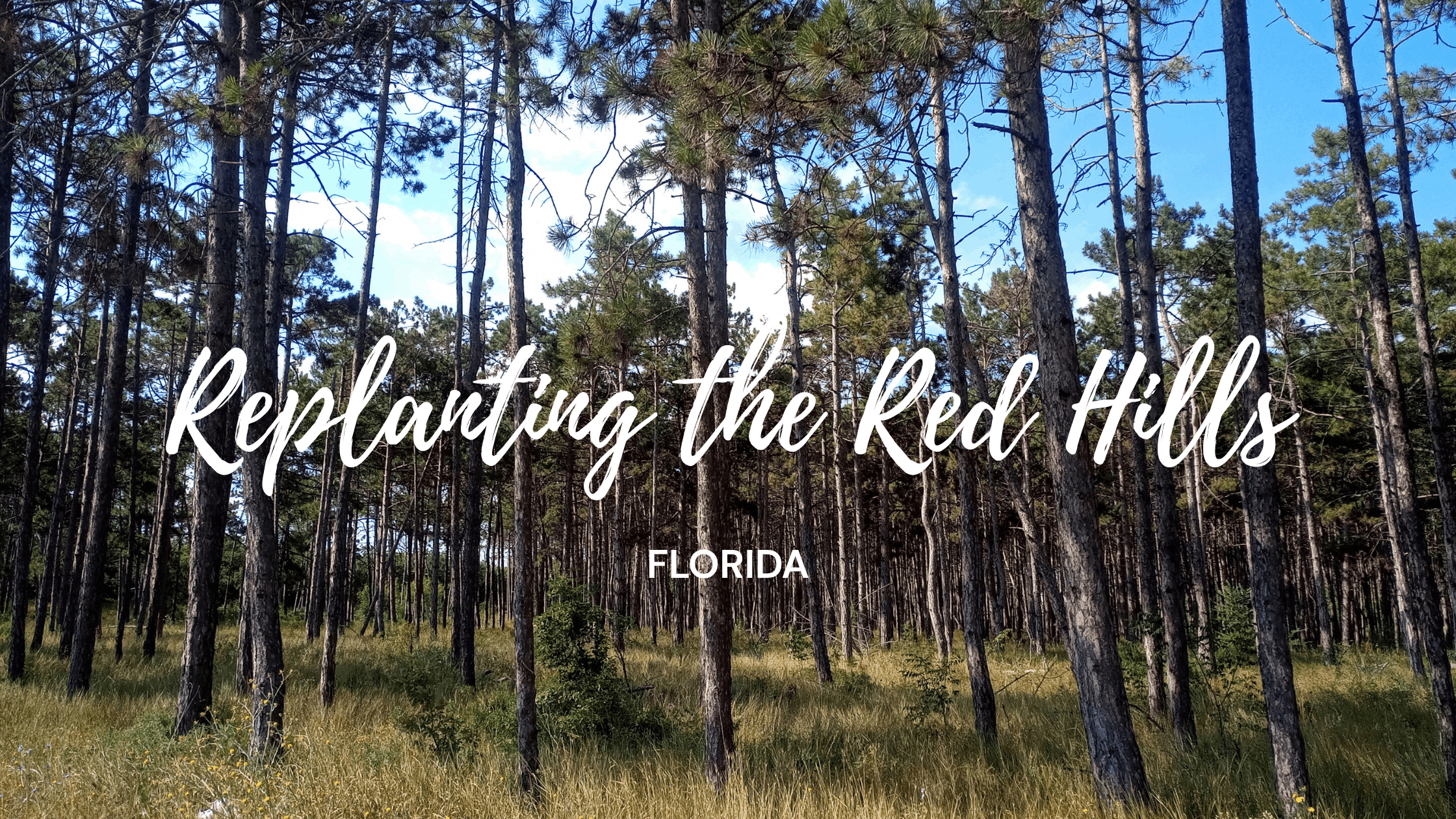 Florida Loblolly Pine Restoration
