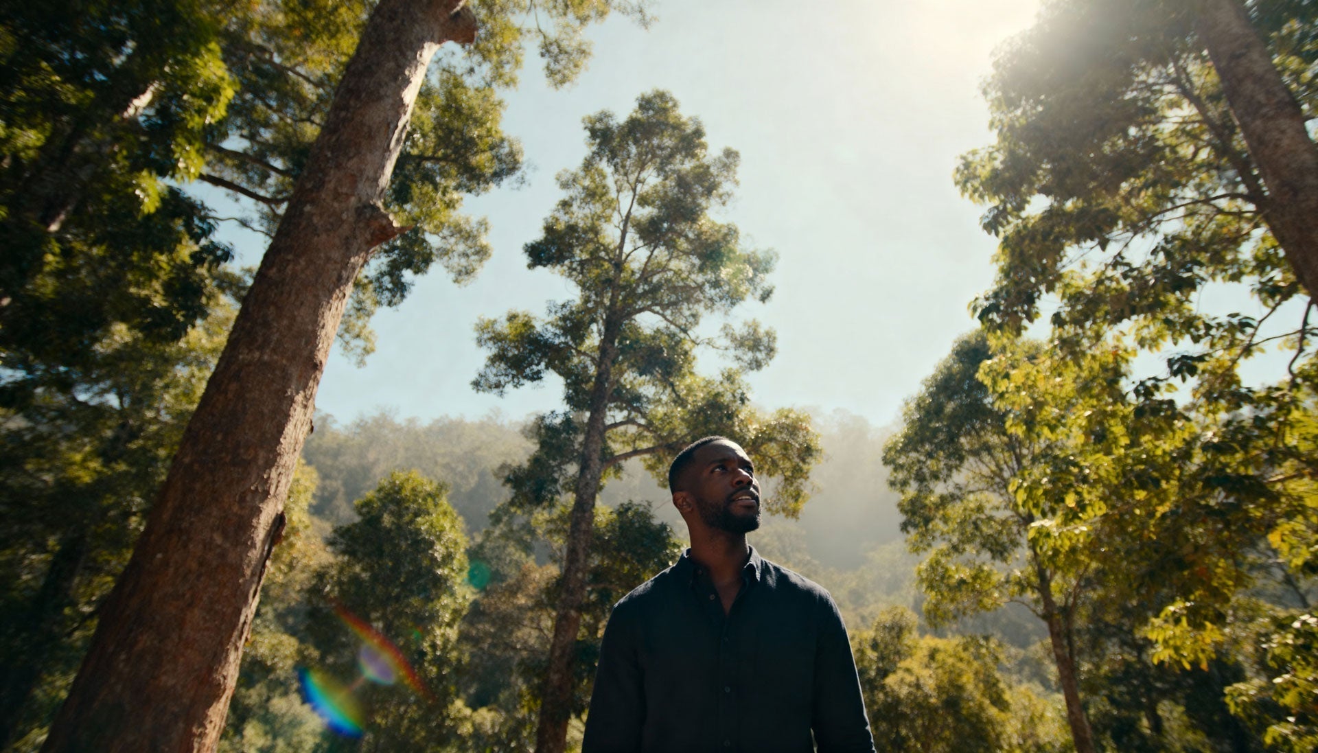 How To Choose A Memorial Tree For Your Pet