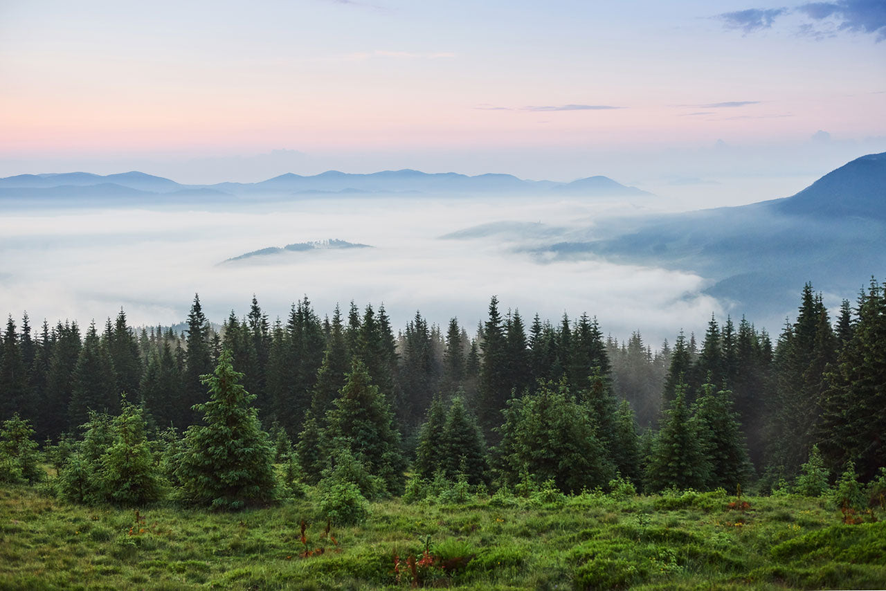 Understanding National Forest Reforestation Programs