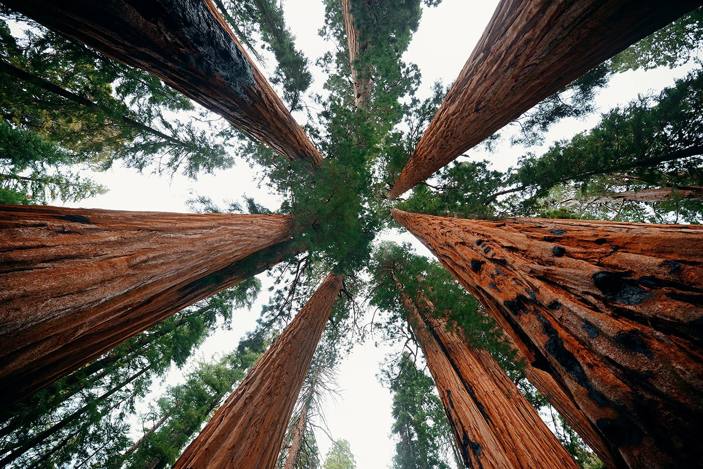 Redwood and Sequoia Memorial Trees: Honoring a Life With One of Nature's Greatest Giants