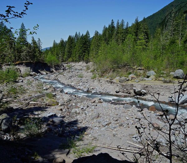 forest with river