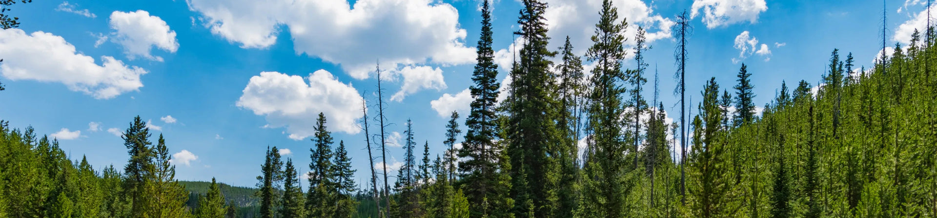 trees in forest and sky