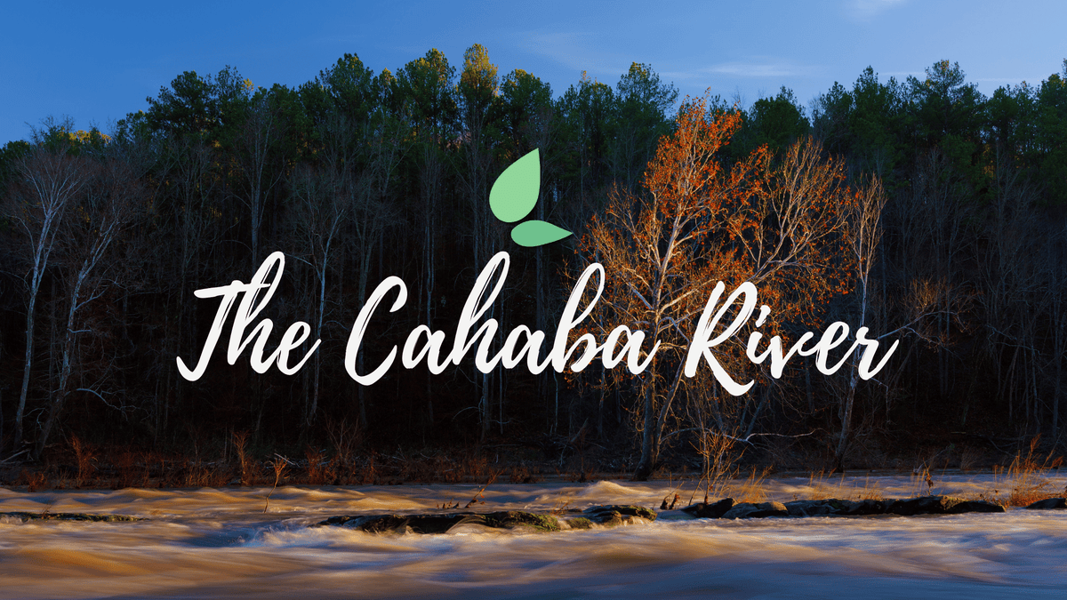 Restoring Alabama's Pine Forests: Replanting Native Trees Near the ...