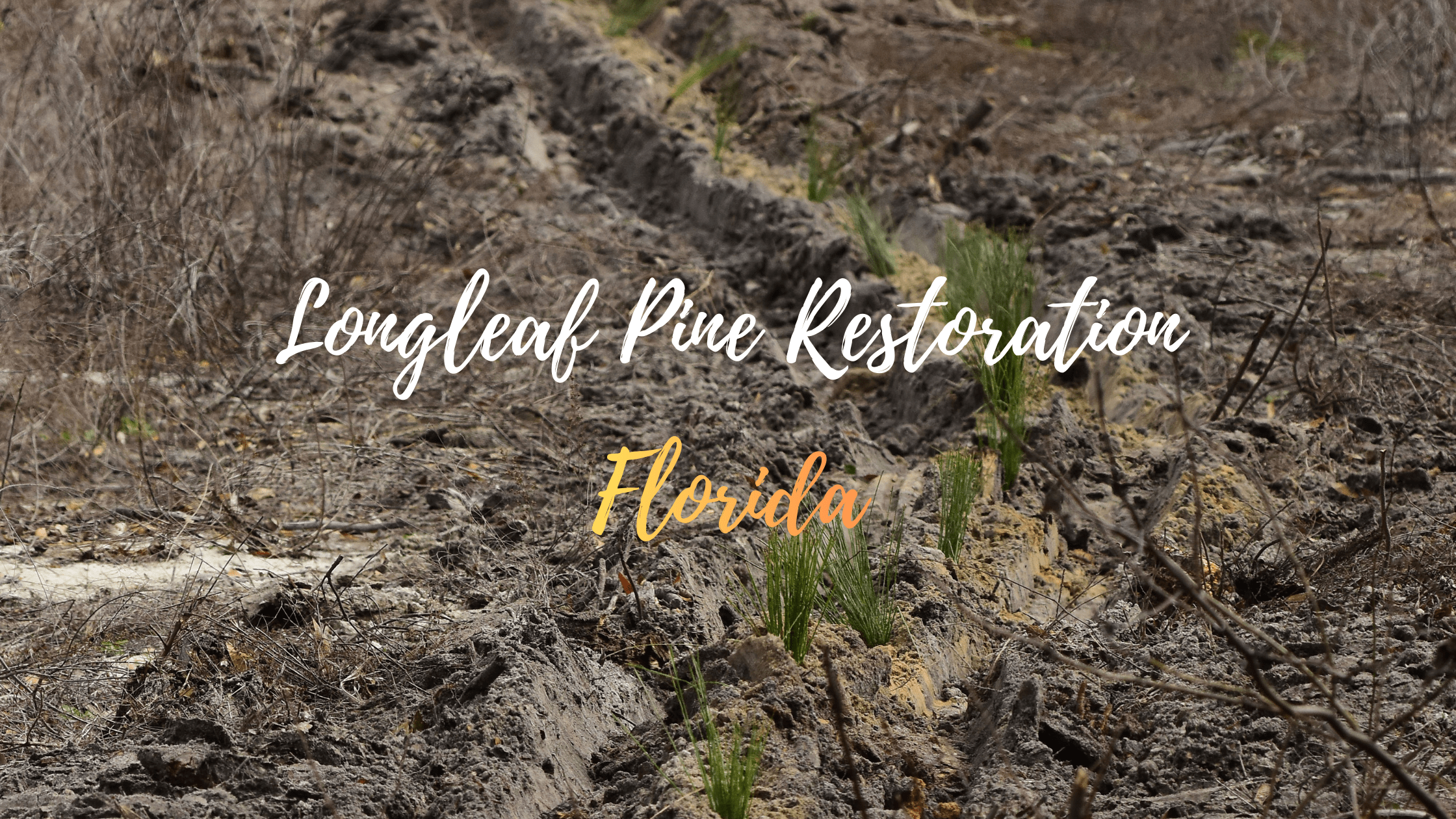 Longleaf Pine Reforestation on Florida State Parks