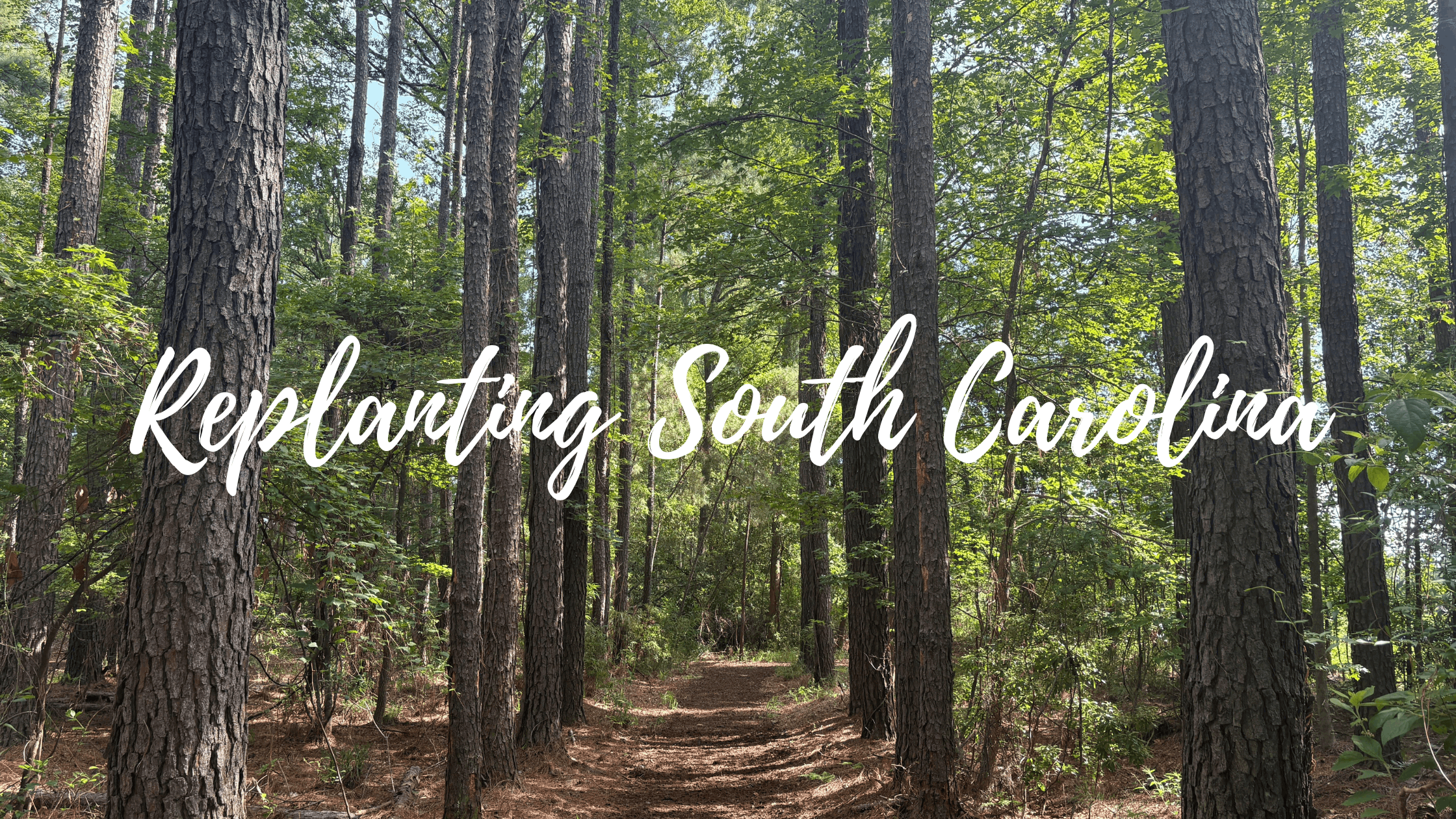 From Seedling to Forest: Loblolly Pine Reforestation in South Carolina