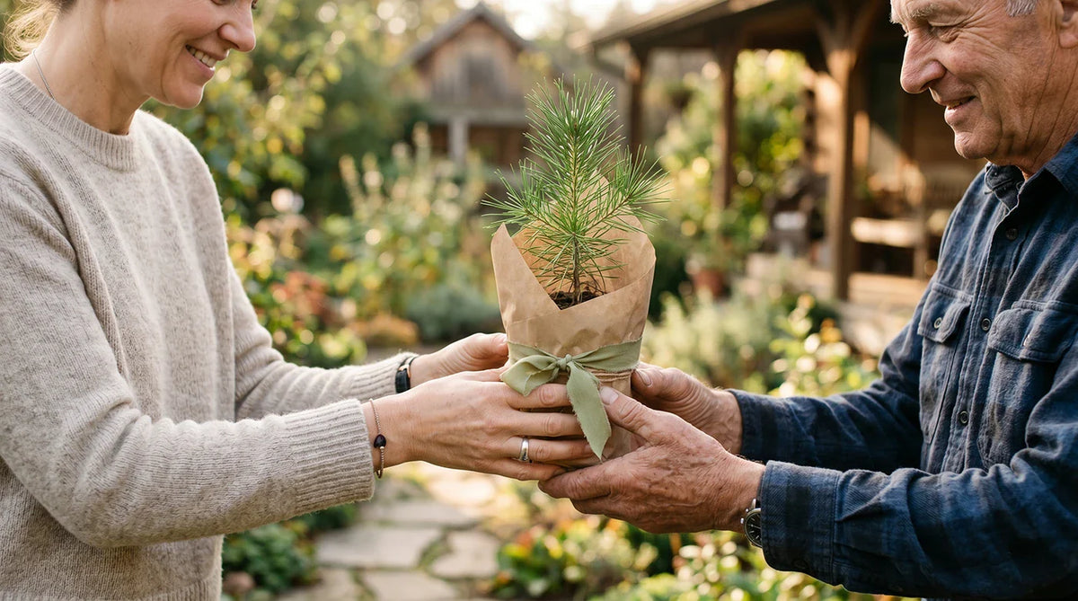 Give a Tree as a Gift: Meaningful Ideas by Occasion | A Living Tribute