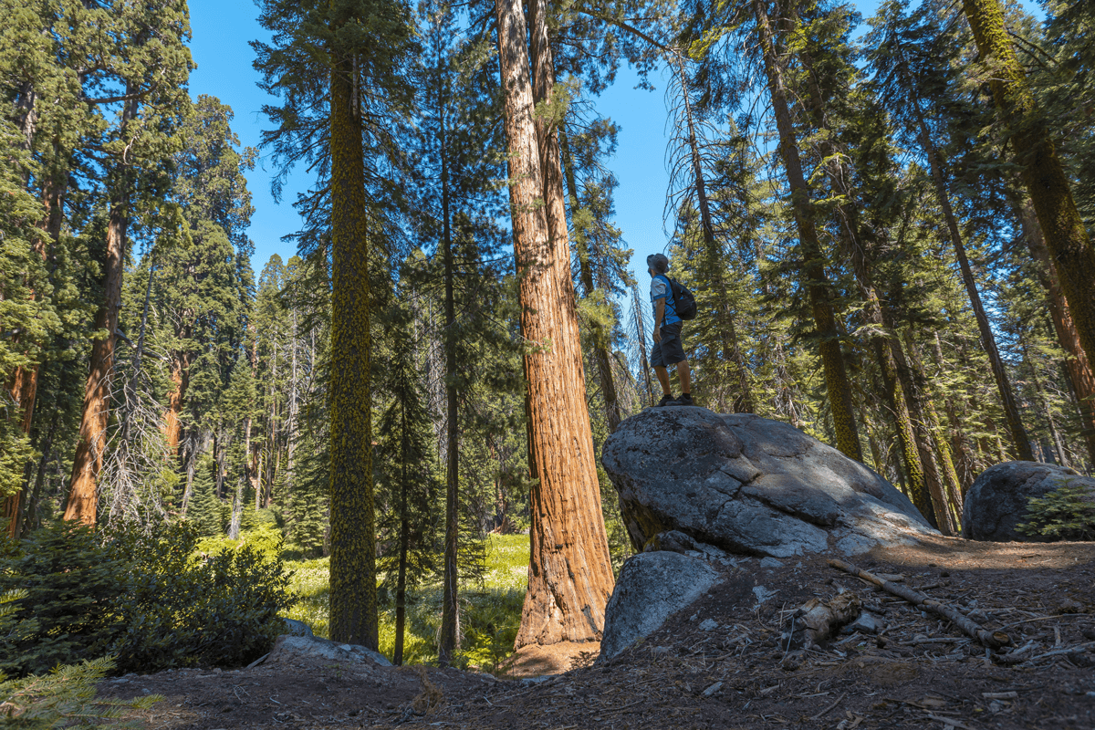 What Happens After Your Memorial Tree Is Planted?