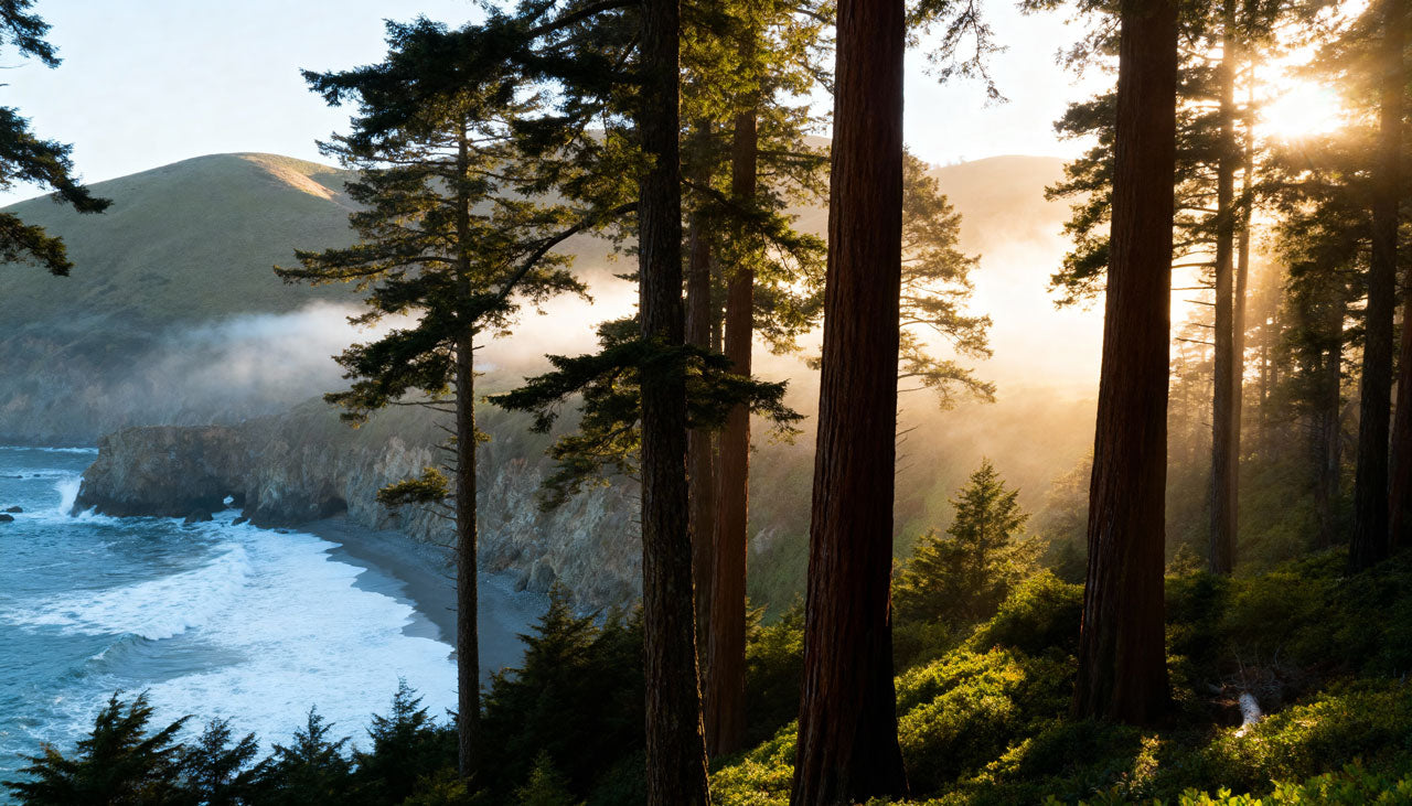 The Complete Guide To Memorial Tree Planting