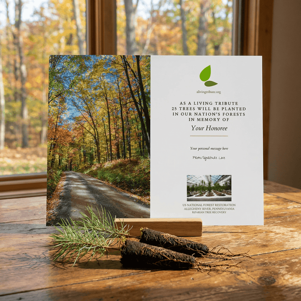 Memorial card with autumn forest scene and tree saplings on a wooden surface.