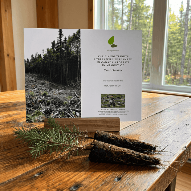 Memorial card for tree planting with a view of a forest in the background