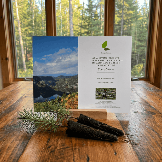 Memorial card with tree planting message on a wooden surface with a forest view.