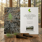Card with tree planting tribute on a wooden surface with a forest background