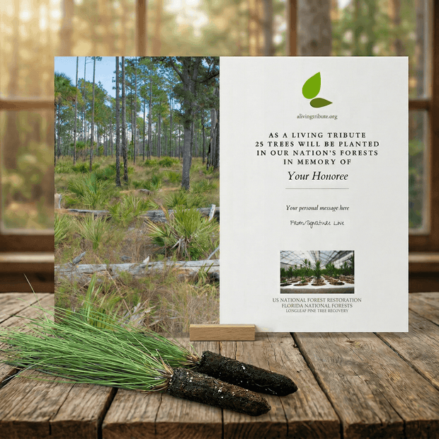 Memorial tree planting card with a forest background on a wooden surface