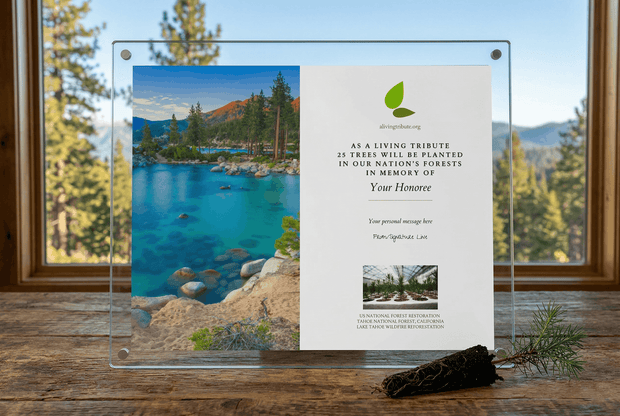 Lucite memorial tree plaque with nature scene and text on a wooden surface with window view