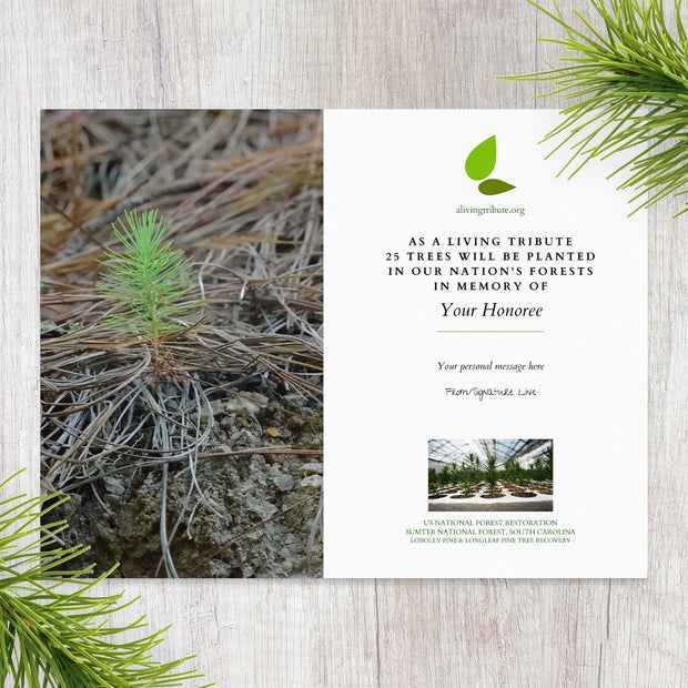 Plant a Tree for Someone in SC