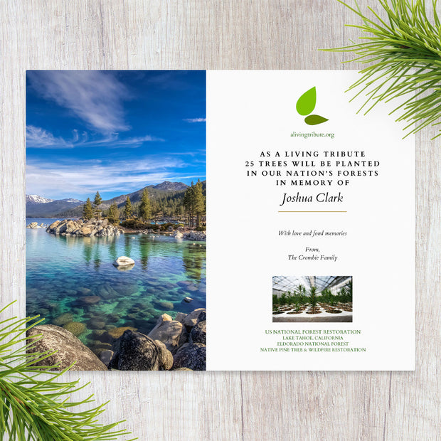 Plant a Tree in Honor or Memory in a California National Forest - A Living Tribute