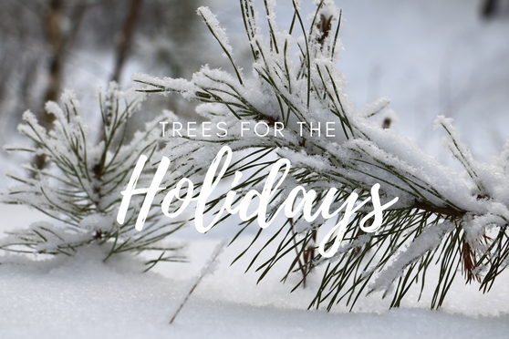 Plant-a-Tree Holiday Card 2025
