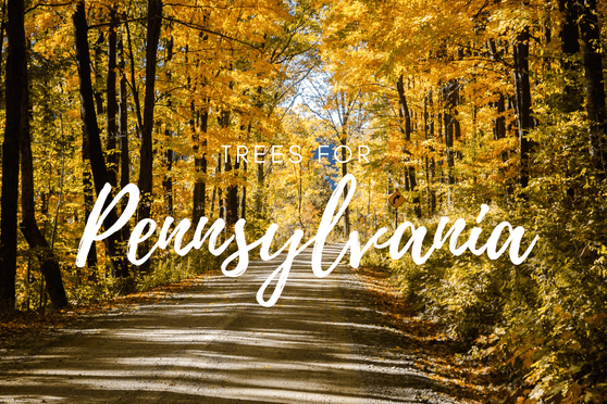 Plant a Tree in Memory Pennsylvania