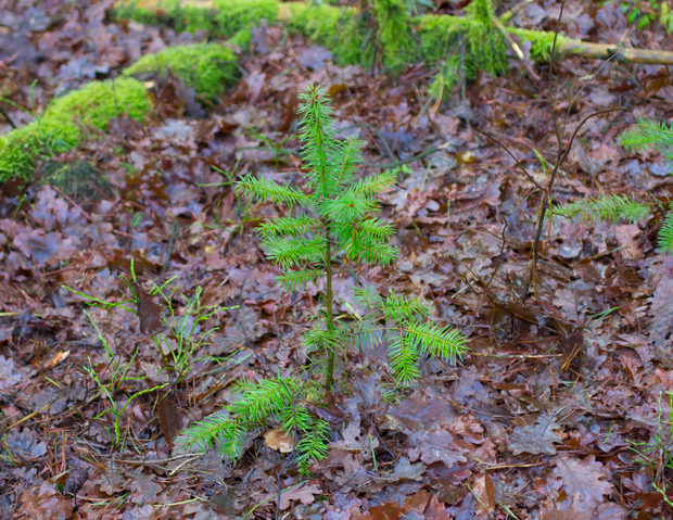 Plant a Tree in New England