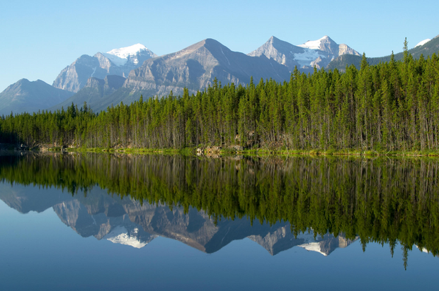 Plant a Tree in Canada with Mailed Commemorative Card