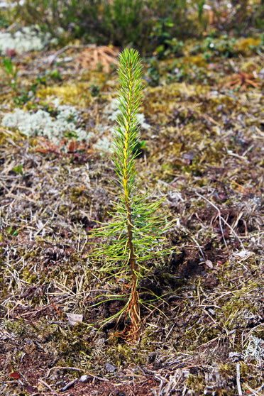 Plant a Tree for Father's Day