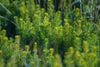 Plant a Tree For Someone in a National Forest - A Living Tribute