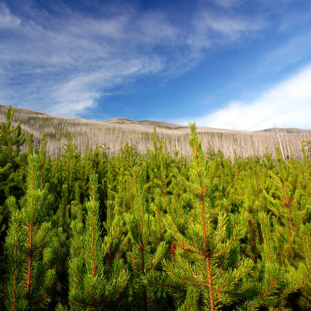 Tree Planting in a US National Forest with Mailed Sympathy Greeting Card