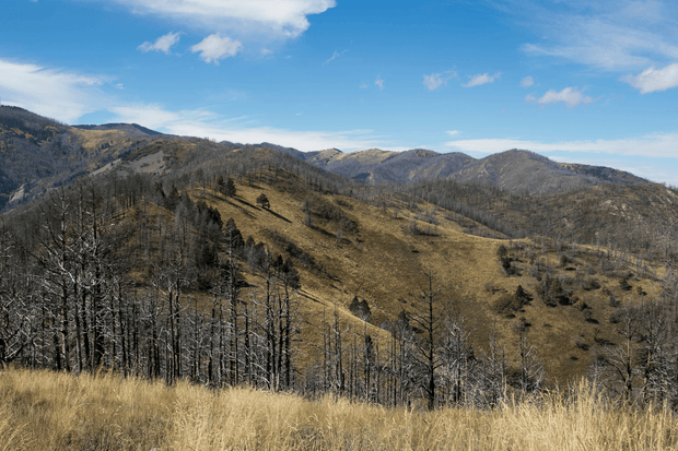 Plant a Tree for Someone in New Mexico - Memorial & Tribute Trees