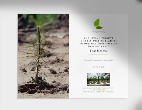 Plant a Tree for Someone in New York - Memorial & Tribute Trees