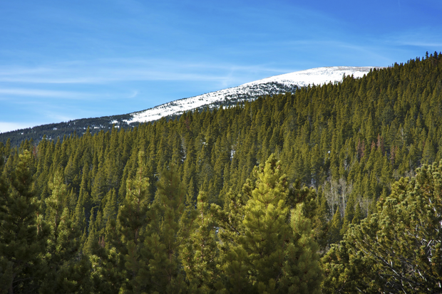 Plant a Tree for Someone in Colorado - Colorado Memorial Trees