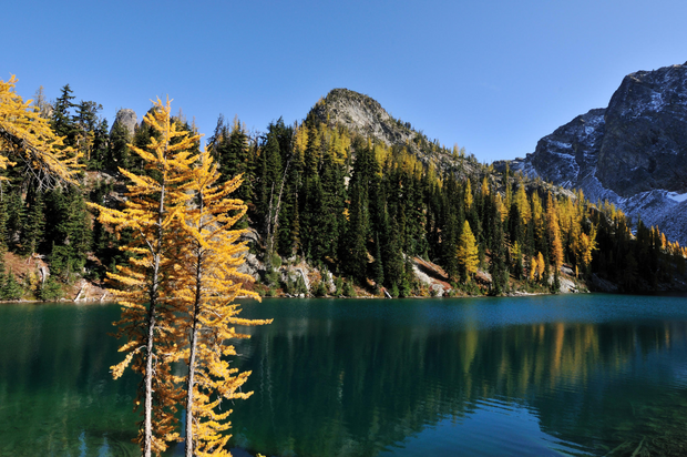 Plant a Tree in Canada with Mailed Commemorative Card