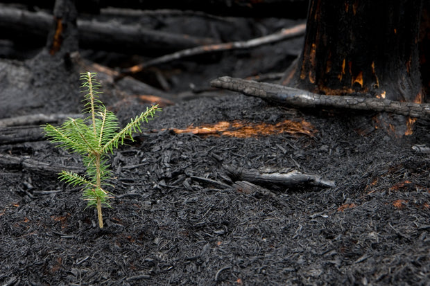 Plant a Tree in Honor or Memory in a California National Forest - A Living Tribute